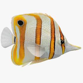 3D Copperband Butterflyfish (Animated)